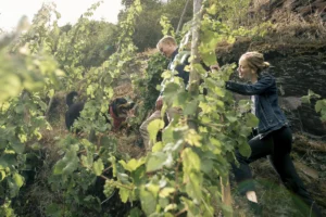 the-silent-crisis-on-the-slopes-can-a-new-generation-save-the-soul-of-the-mosel